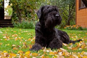 Порода собаки гигантский шнауцер