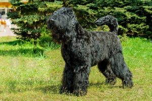 Собака гигантский шнауцер