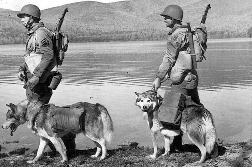 Аляскинские маламуты с солдатами 