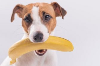 Можно ли собакам бананы?