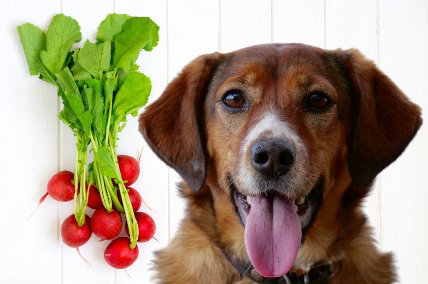 Можно ли собаку кормить редиской 