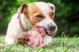 Можно ли собакам есть сырое мясо?