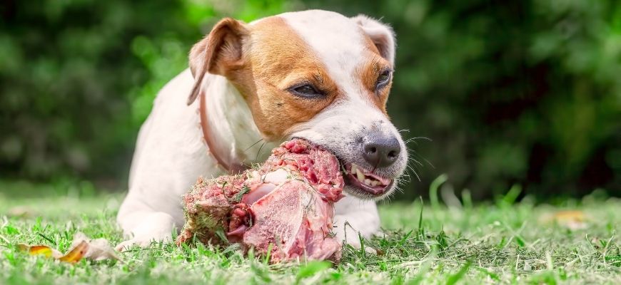 Можно ли собакам есть сырое мясо?