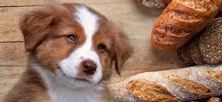 Можно ли собакам хлеб