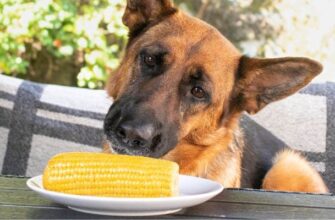 Можно ли собакам кукурузу?