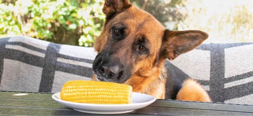 Можно ли собакам кукурузу?