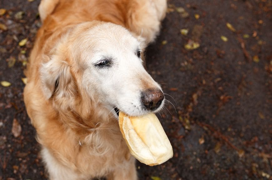 Можно ли собаке хлеб