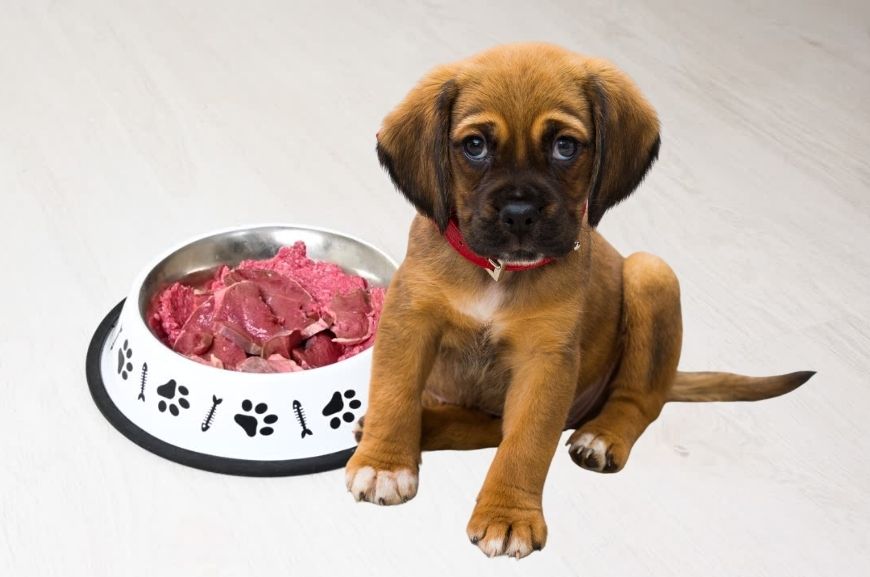С какого возраста можно давать щенку сырое мясо?