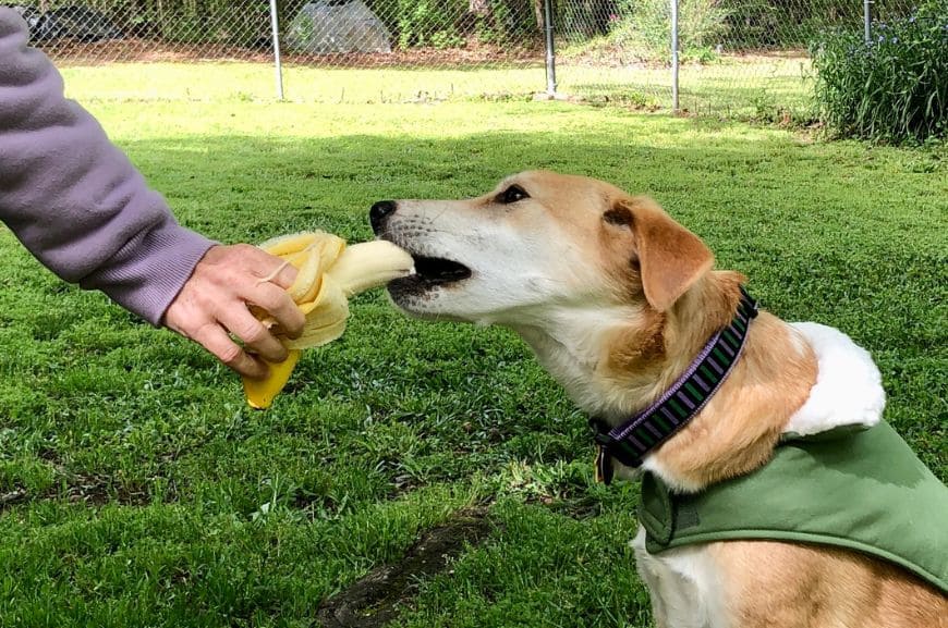 Можно ли собакам есть бананы?