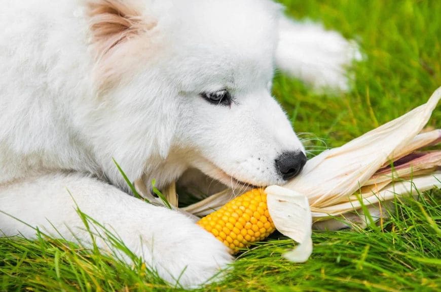 Можно ли есть собаке кукурузу