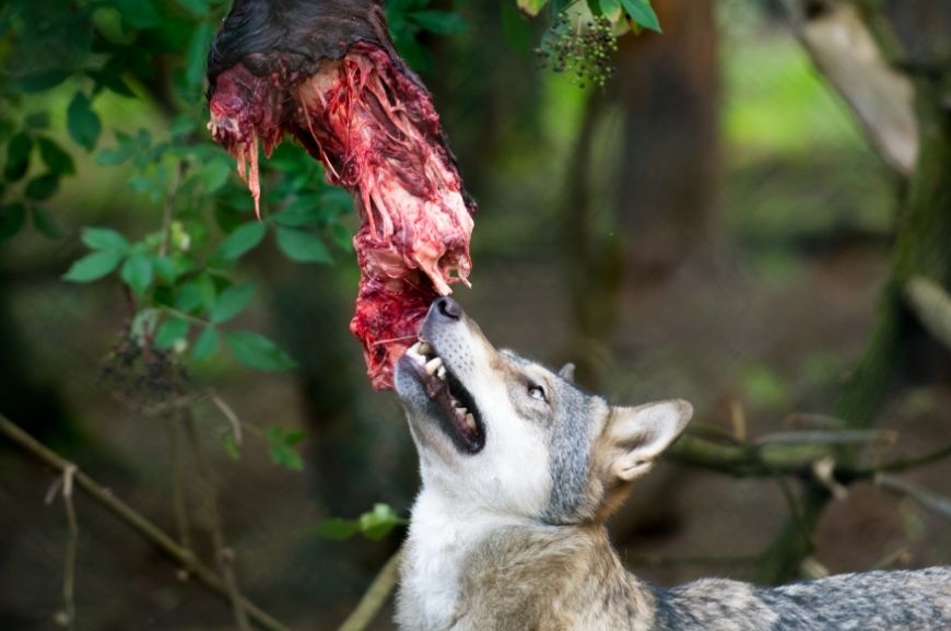 Волк ест сырое мясо 