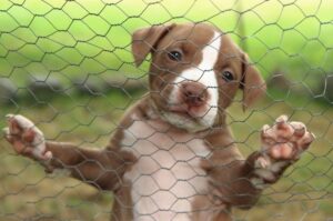Красивый щенок американского питбультерьера