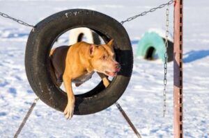 Американский питбультерьер преодолевает препятствие