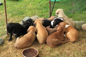 Щенята американского питбуля