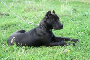 Черный американский питбультерьер