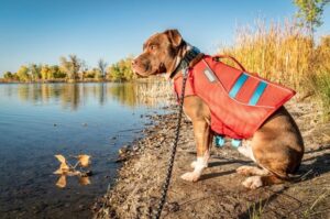 Американский питбультерьер стоит на берегу озера