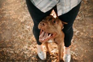 Американский питбультерьер стоит между ног у хозяйки