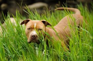 Американский питбультерьер: фото