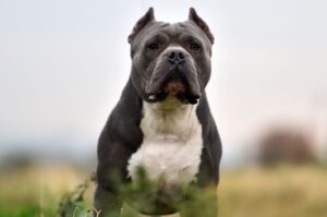 Фото питбультерьера