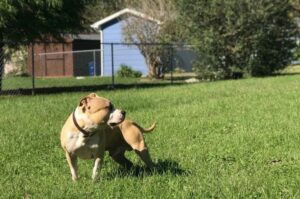 Американский питбультерьер гуляет на лужайке