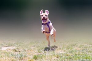 Бегущий белый питбуль