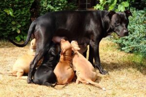 Американский питбультерьер со щенками