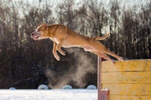 Дрессировка питбуля