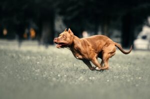 Бегущий питбультерьер