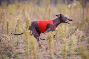 Итальянский грейхаунд бежит