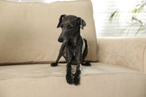 Итальянский грейхаунд сидит на диване