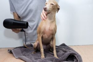 Груминг итальянского грейхаунда