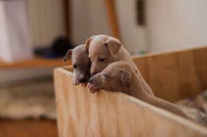 Щенки итальянского грейхаунда