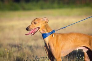 Порода малая итальянская борзая