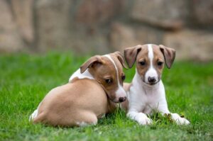 Щенки породы левретка