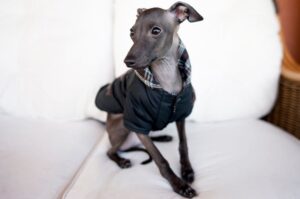 Малая итальянская борзая: фото