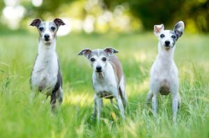 Красивые итальянские грейхаунды