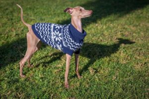 Итальянский грейхаунд в шерстяной накидке