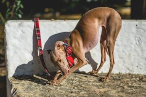 Итальянский грейхаунд: фото