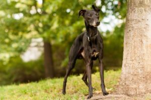 Черная итальянская борзая