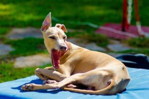 Итальянский грейхаунд с открытой пастью