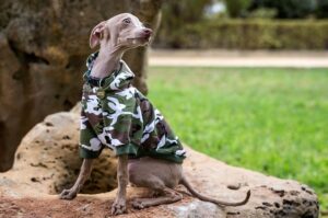 Левретка – порода собак