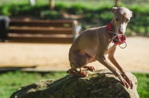 Элегантная итальянская борзая: фото