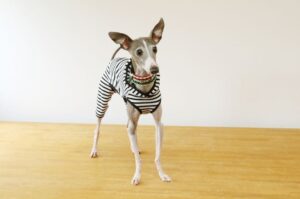 Малая итальянская борзая