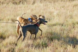 Три малые итальянские борзые