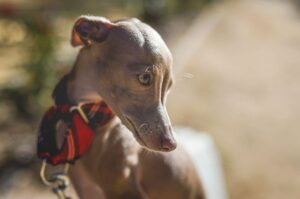 Красивый итальянский грейхаунд