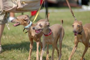 Собаки породы левретки