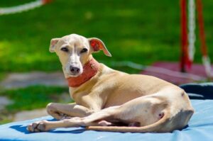 Итальянский грейхаунд на лужайке