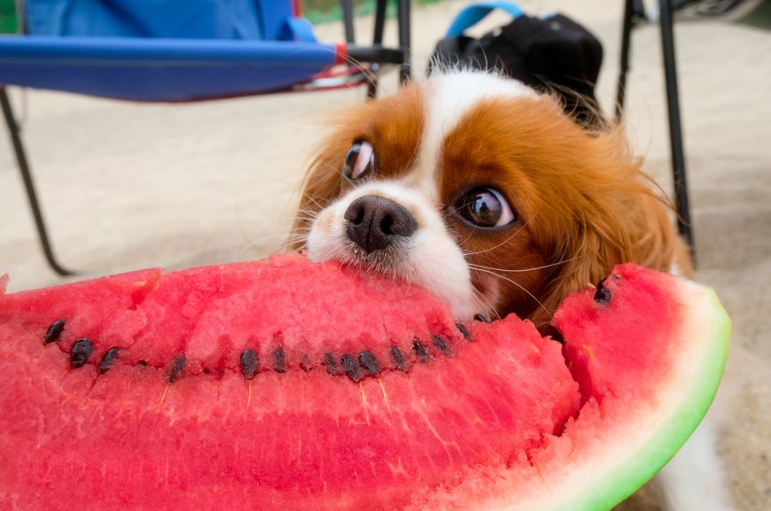Можно ли собакам давать арбуз?