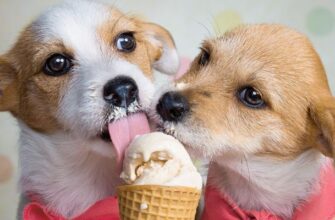 Можно ли собакам мороженое?
