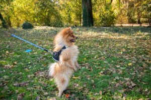 Померанская собака фото